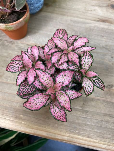 fittonia- pink forest flame