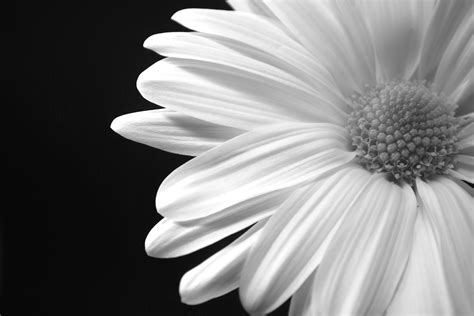 🔥 [40+] Black and White Daisy Wallpapers | WallpaperSafari