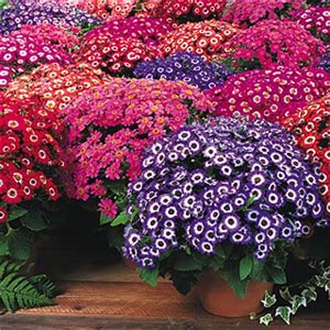 Mountain States Plants - Plant Care - Cineraria