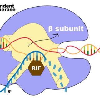 Schematic representation of RIF mechanism of action | Download ...