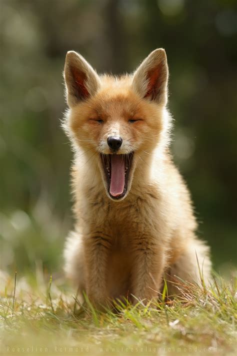 Heartwarming Photos of Adorable Baby Foxes