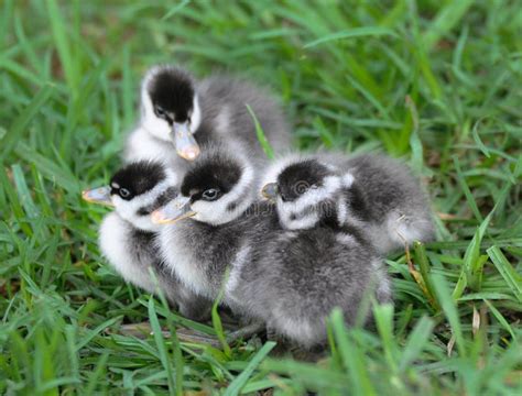 Four cute grey ducklings stock photo. Image of warmth - 35624366