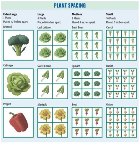 Square Foot Gardening Spacing For Tomatoes - all about hobby