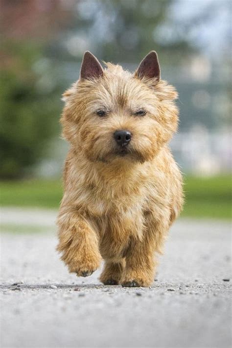 35 Best Small Dog Breeds - List of Top Small Dogs with Pictures