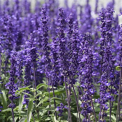 Salvia farinacea 'Victoria Blue' | White Flower Farm