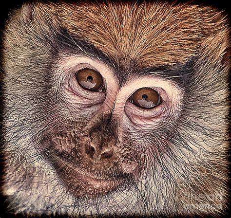 Portrait of a Baby Patas Monkey Photograph by Jim Fitzpatrick - Pixels