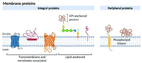 Schematic representation of different membrane protein types ...