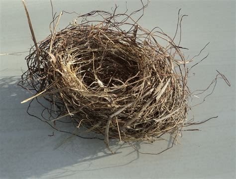 Authentic Empty Bird's Nest - Etsy