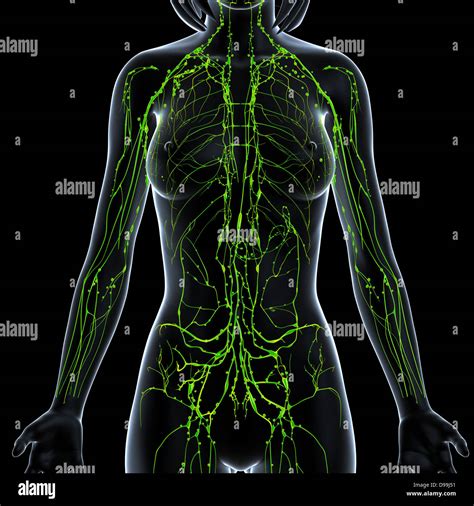 Female Groin Lymph Nodes Diagram