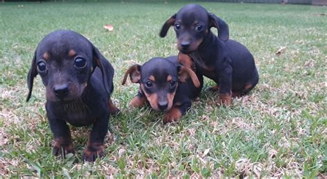 Dachshund Doberman Mix