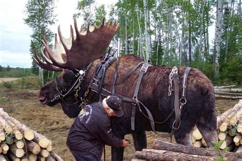 Image result for moose size compared to human | Animals, Funny animals ...