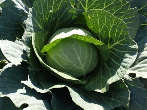 Cabbage & Chinese Cabbage | Home & Garden Information Center