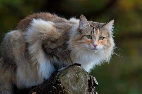 Norwegian Forest Breed Profile: Health, Traits, Groom, Care - CatBounty