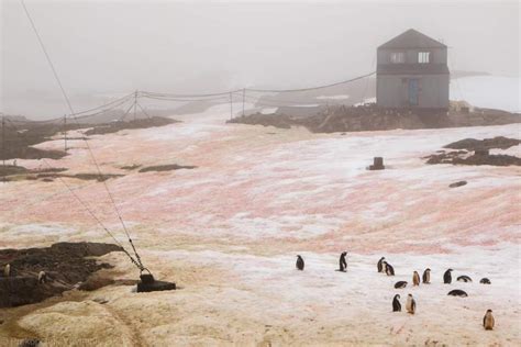 Snow turns red and green in Antarctica - Strange Sounds