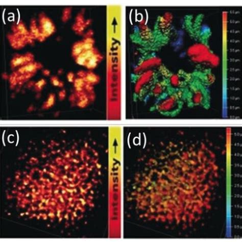 (a) STED super-resolution microscopy of chromosomes at prophase ...