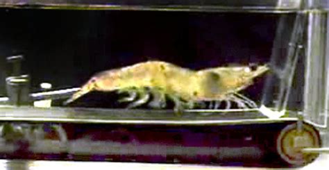 [Image - 25726] | Shrimp on a treadmill | Know Your Meme