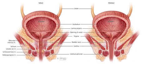 Pelvic Floor Muscles: Symptoms, Diagnosis & Treatment - Urology Care ...