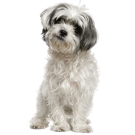 Why Does Everyone Want a Maltese Shih Tzu? | Flipboard