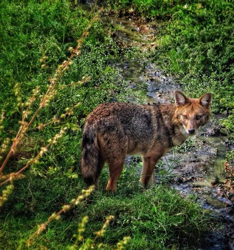 Wildlife of an Indian Jackal Stock Image - Image of tree, carnivore ...