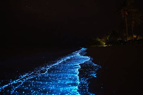 #bioluminescence #ocean | Maldives beach, Bioluminescent plankton, Sea ...