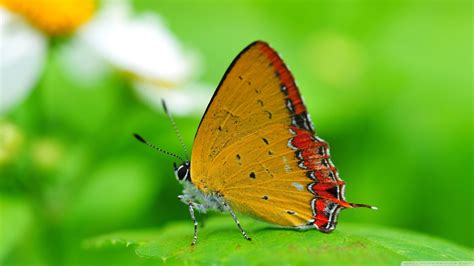 Papillon Fond d'écran HD | Arrière-Plan | 2560x1440 | ID:520392 ...