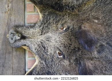 1,214 Wild Boar Skin Stock Photos, Images & Photography | Shutterstock