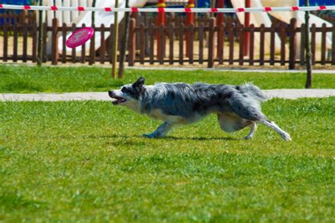 Border Collie running to catch a frisbee in a park | Collie, Cute cats ...