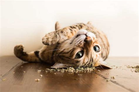 The Effects of Catnip on Cats | Multipet