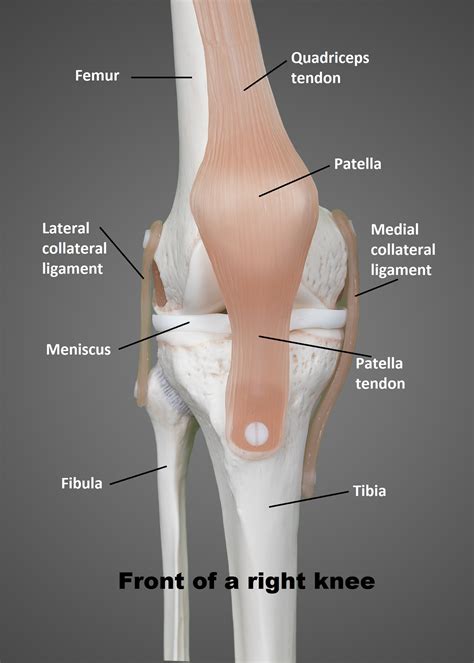 [DIAGRAM] Front Of The Knee Diagram - MYDIAGRAM.ONLINE