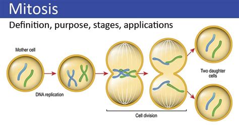 Mitosis: Phases, Stages, Applications with Diagram