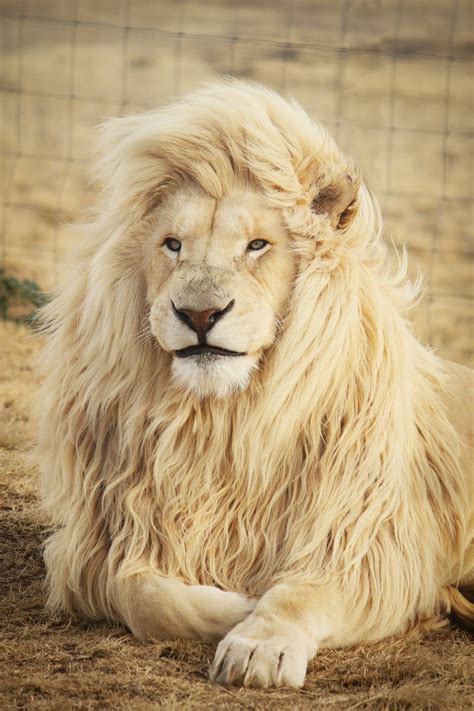 Lion Wallpapers: Free HD Download [500+ HQ] | Unsplash