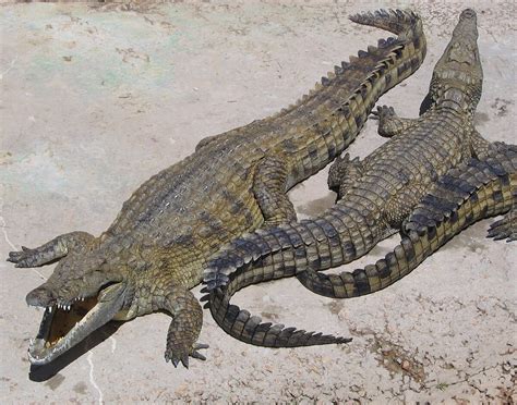 Crocodilo – Wikipédia, a enciclopédia livre