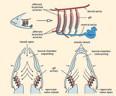 white life in: Function Of Gills In Fish