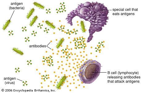 Antibody | Definition, Structure, Function, & Types | Britannica