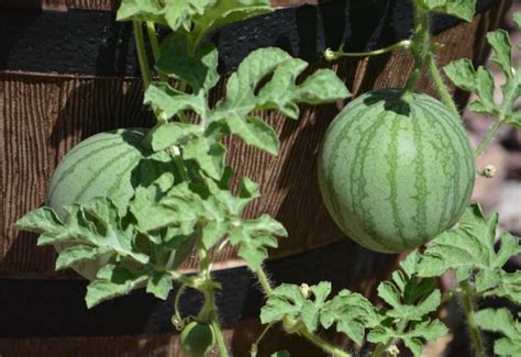 From Seed to Harvest: A Guide to Growing Watermelons in Containers