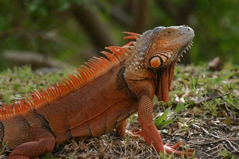 UF study: Use nest-box control for South Florida nuisance iguanas ...