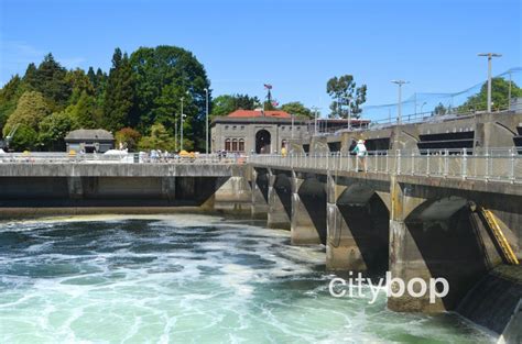 10 BEST Things at Ballard Locks - Free Entry, Salmon Viewing, History