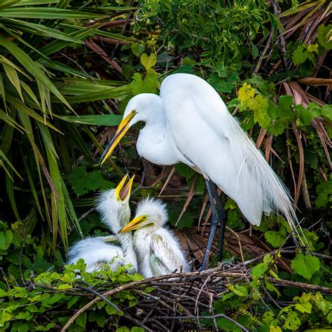 Great Egret | Audubon Connecticut