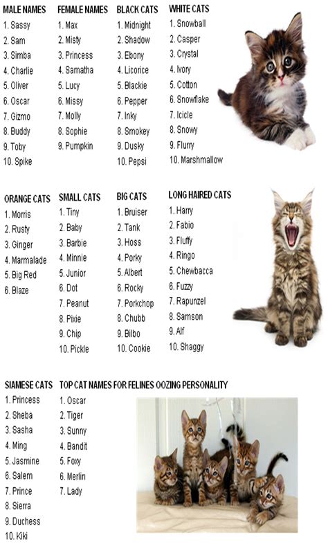 50 Unique Cat Names | Cat Guides | Cute cat names, Kitten names, Girl ...