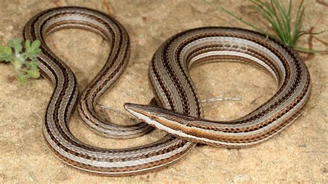 How to Identify a Legless Lizard from a Snake - Orlando Science Center