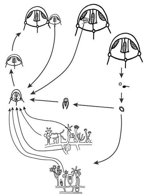 The hydrozoan life cycle (exception Siphonophora). Illustration ...