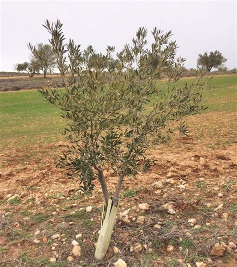 First detection of Xylella fastidiosa in olive trees in mainland Spain ...