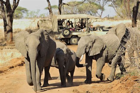 Ruaha safari - Safari's in Ruaha national park Tanzania