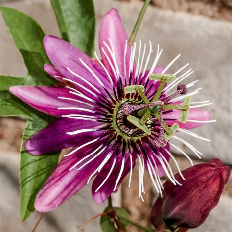 Passion Flower Passiflora Victoria (Edible Fruit) – Easy To Grow Bulbs