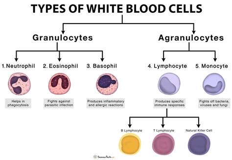 Leukocytes Types