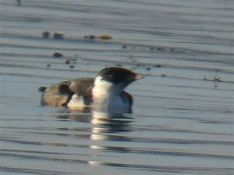 To glimpse an ancient murrelet - What's going on out there?