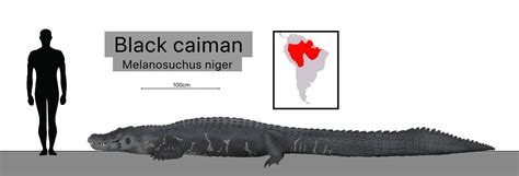 Maximum size of the black caiman by Sobek1926 on DeviantArt