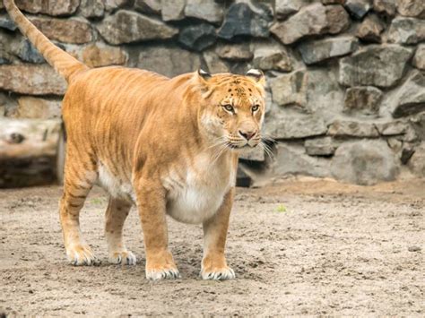 LIGER Panthera: 18 Astonishing Liger Facts - Fact Animal