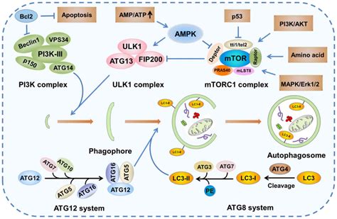 Mtor Autophagy Pathway