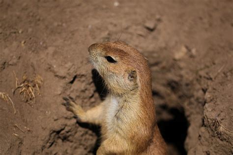 Prairie Dog Burrows – North American Nature